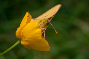 Commerci longobardi lungo il Panaro